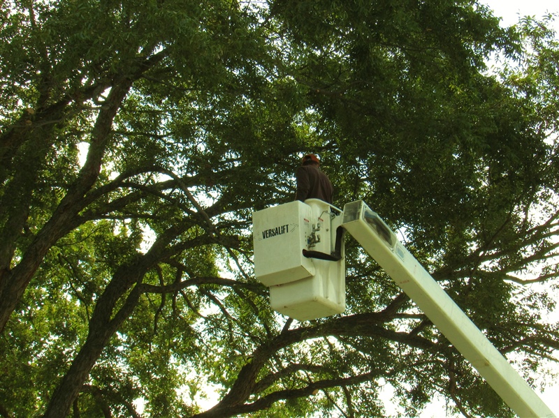 Tree Trimming Equipment