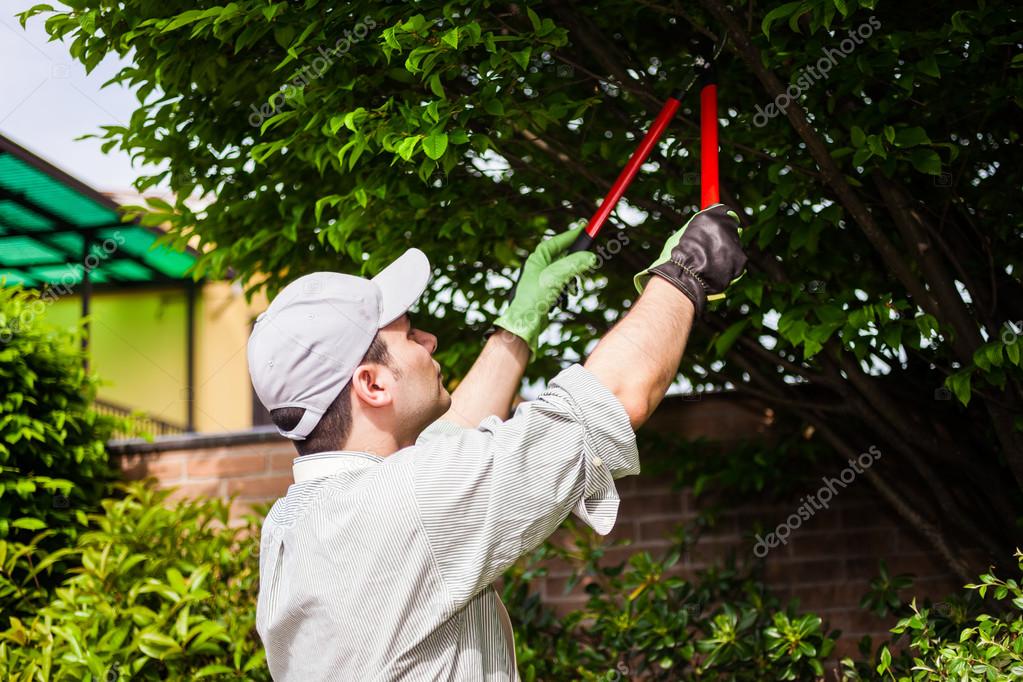 Dallas Tree Pruning and Maintenance Removals