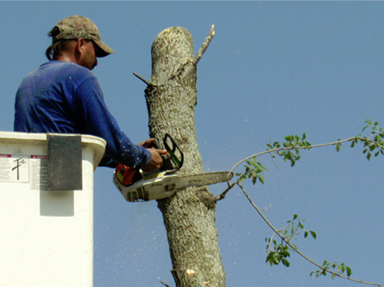 dfw tree removal service