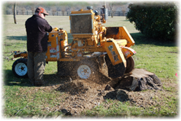 Stump Grinding and Removal - Parker Tree Service