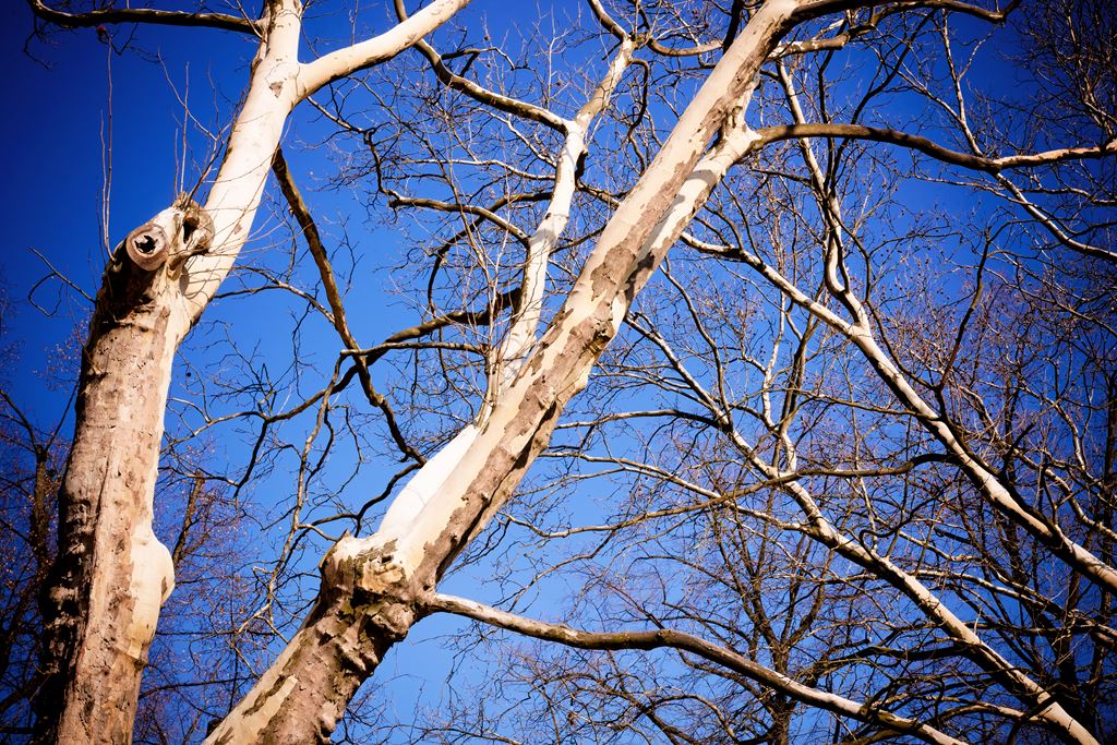 tree canopy with cracking wood