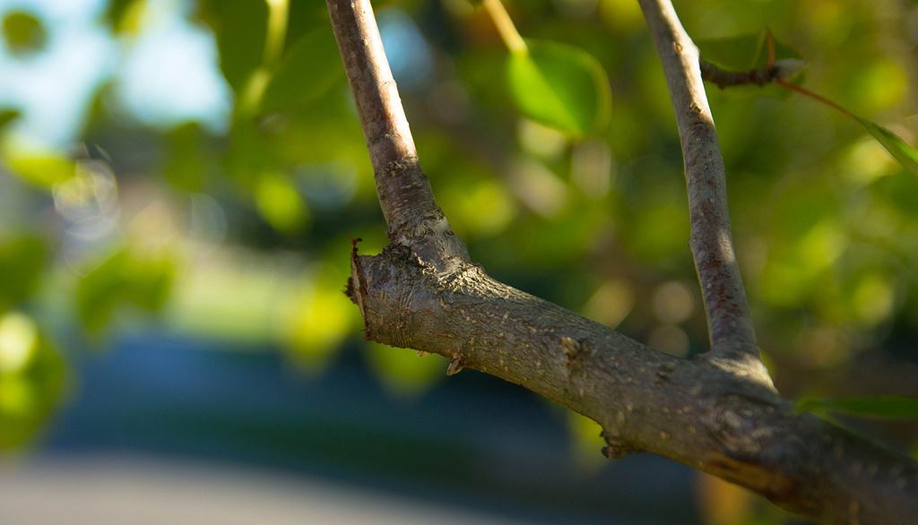 pruned branch of a tree