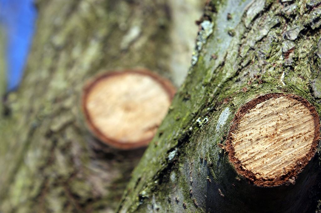 a tree trunk that has been pruned of branches