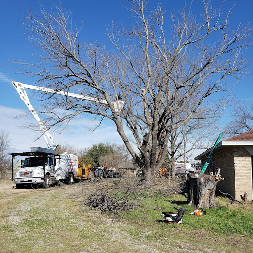 Tree Service in Lewisville, TX