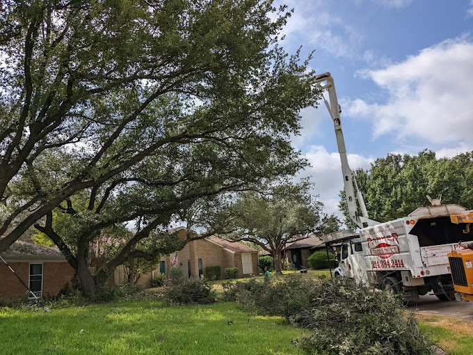 Tree Service in DFW