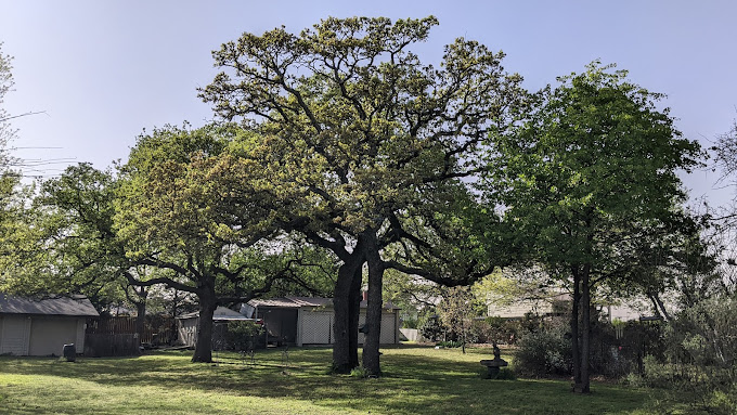 Tree Service in DFW