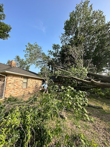 Tree Service in Addison, TX