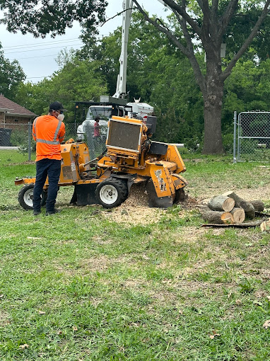 Tree Service in Allen, TX