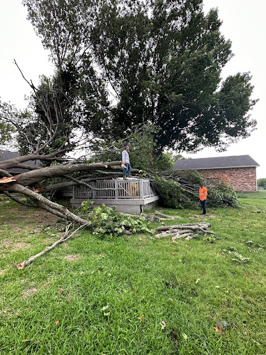 Tree Service in DFW