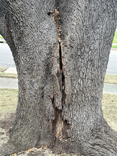 Tree Service in Garland, TX