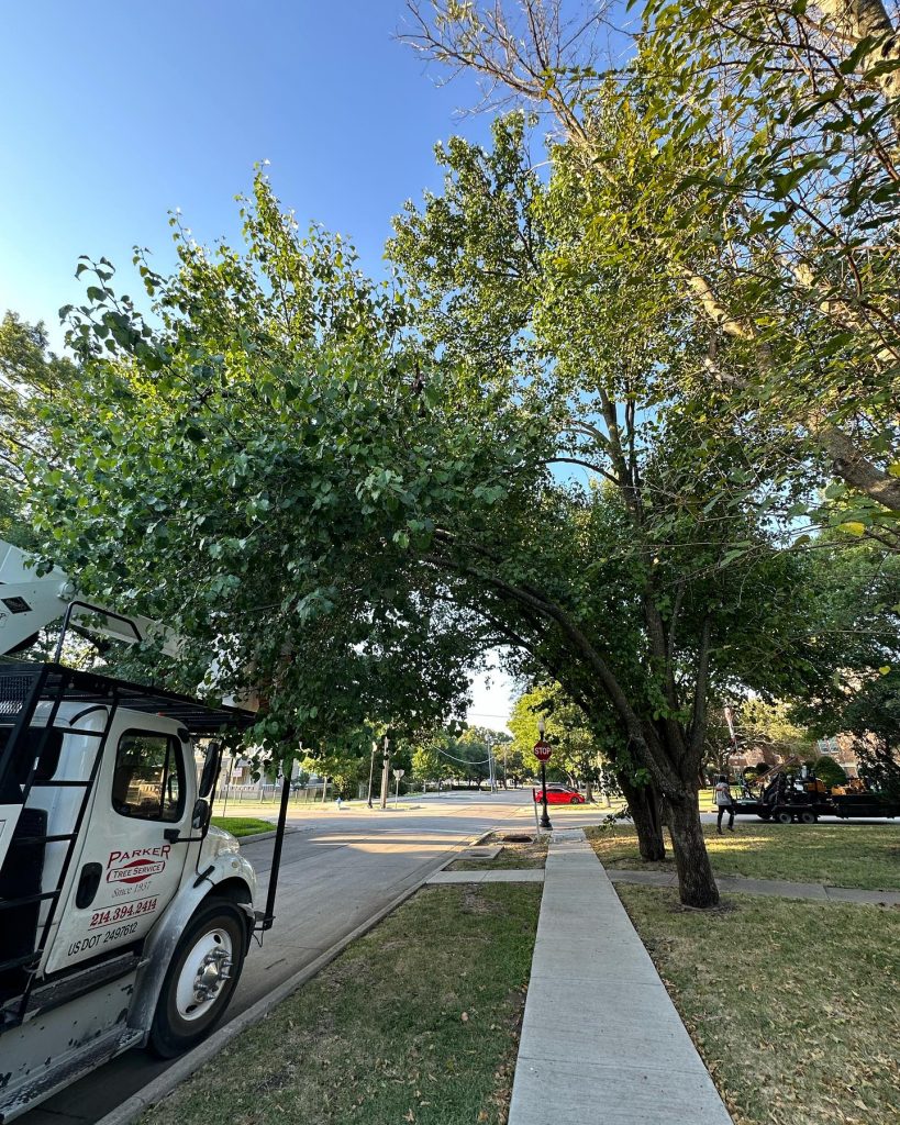 Tree Service in DFW