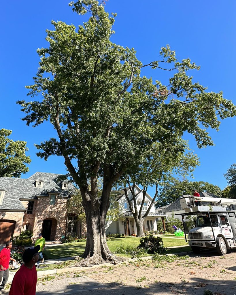 Tree Service in DFW