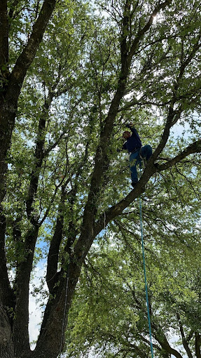 Tree Service in DFW