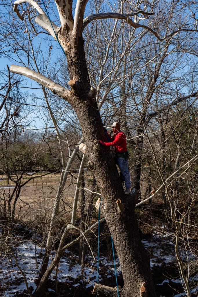 Tree Removal Service in DFW