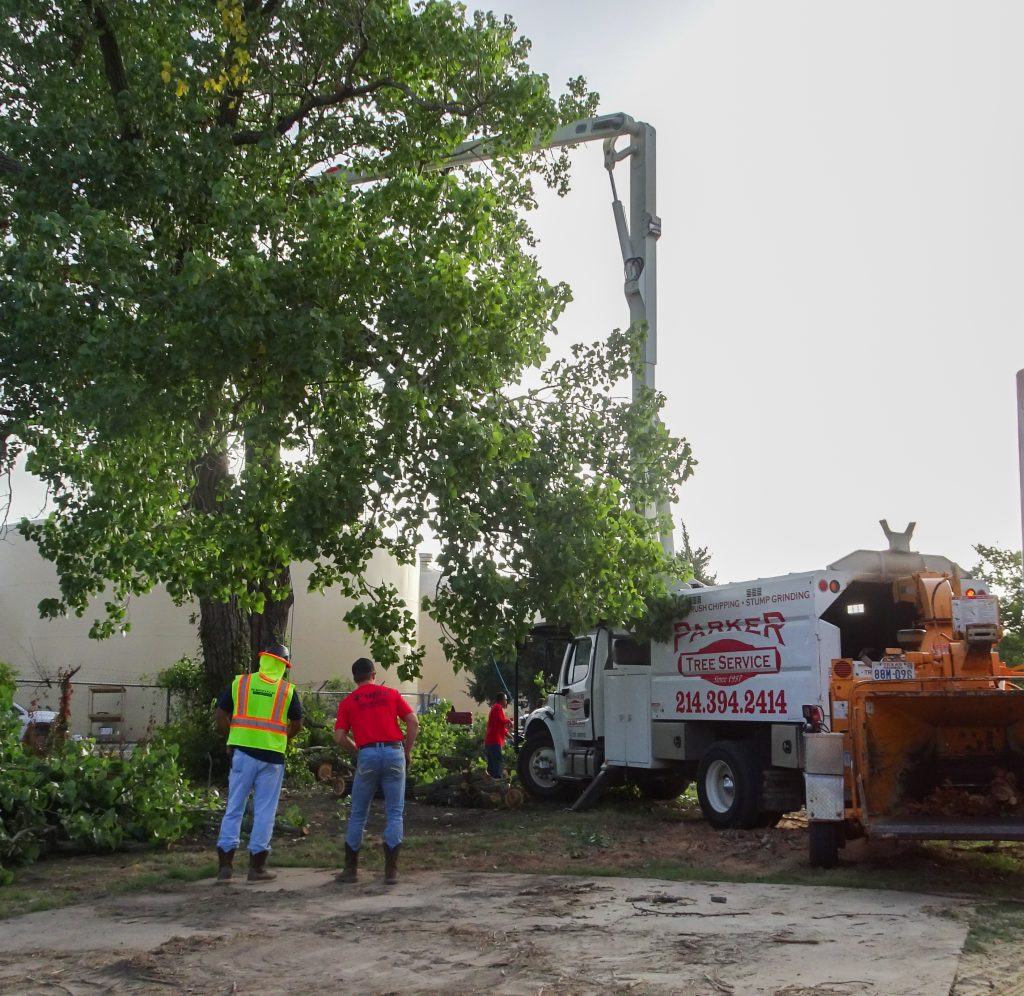 Emergency Tree Removal in DFW