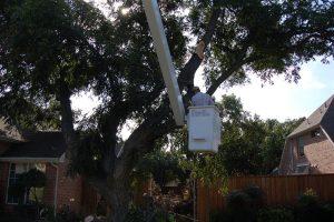 Tree Service in DFW