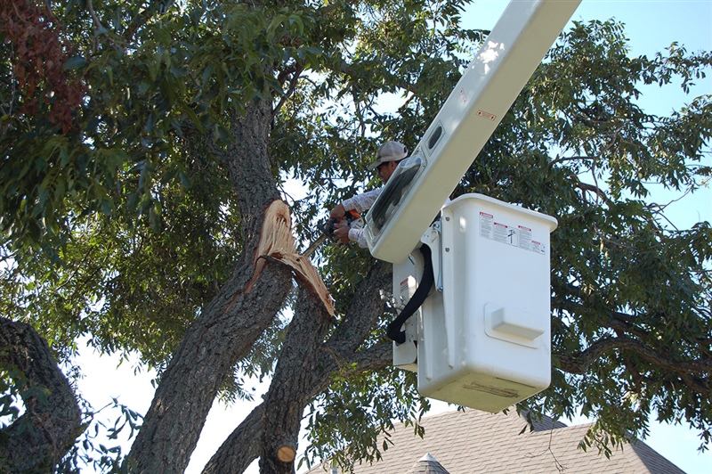 Tree Removal Service in DFW