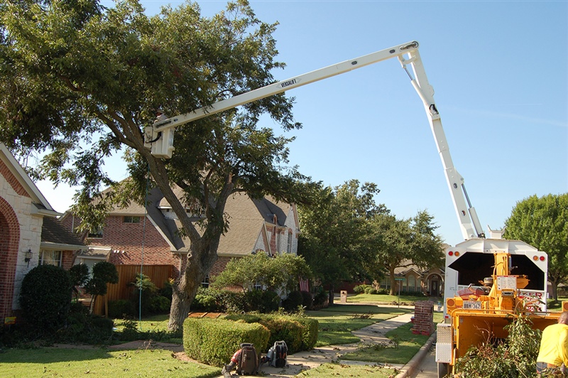 Tree Service in DFW