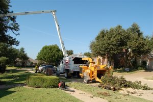 Tree Service in DFW