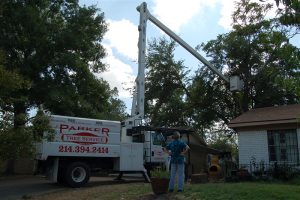 Tree Service in DFW