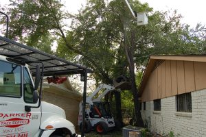 Tree Service in DFW