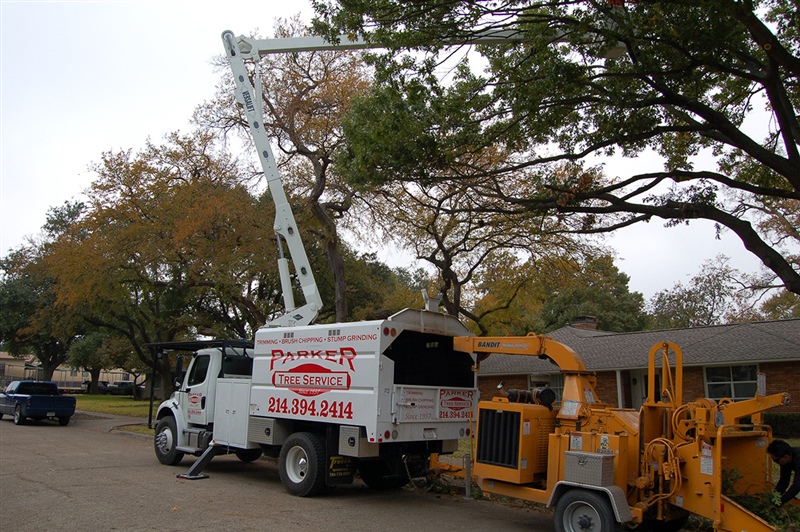 Tree Service in DFW