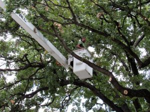 Tree Service in DFW