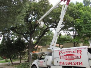 Tree Service in DFW