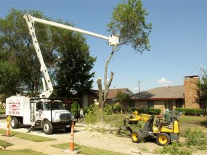 Tree Service in DFW