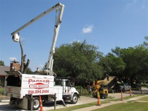 Tree Service in DFW