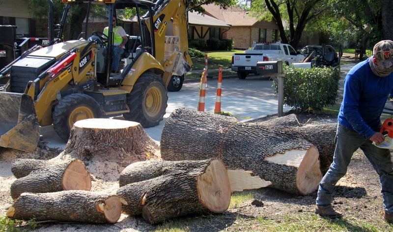 Stump Grinding & Removal in DFW