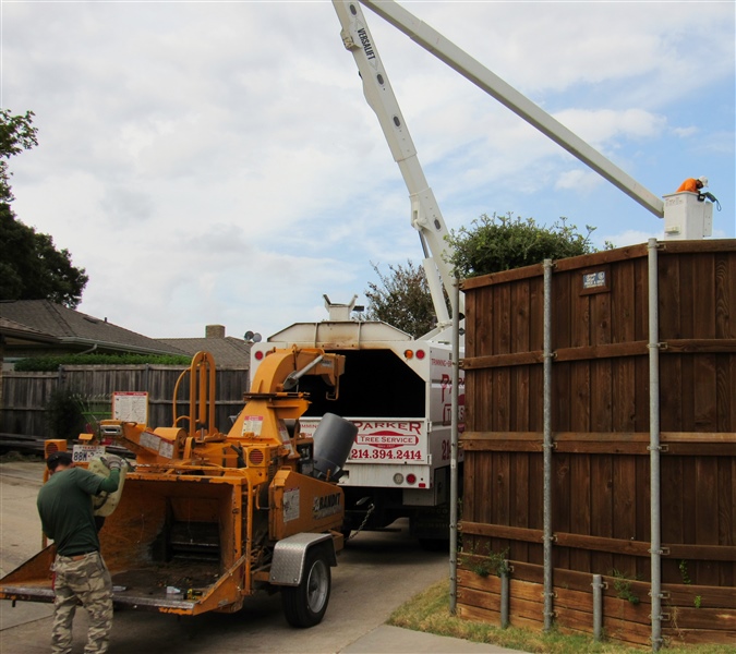 Tree Service in DFW