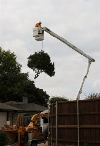 Emergency Tree Removal in DFW