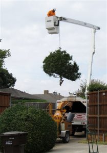 Tree Service in DFW