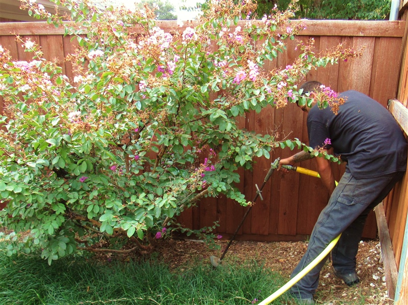 Tree Service in DFW