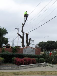 Tree Service in DFW