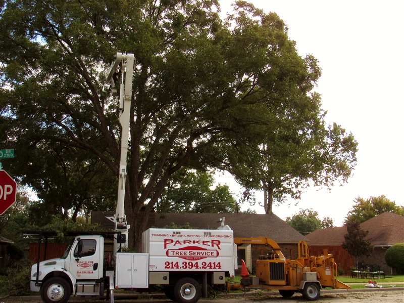 Tree Service in DFW
