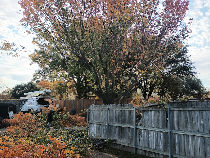 Tree Service in Carrollton, TX