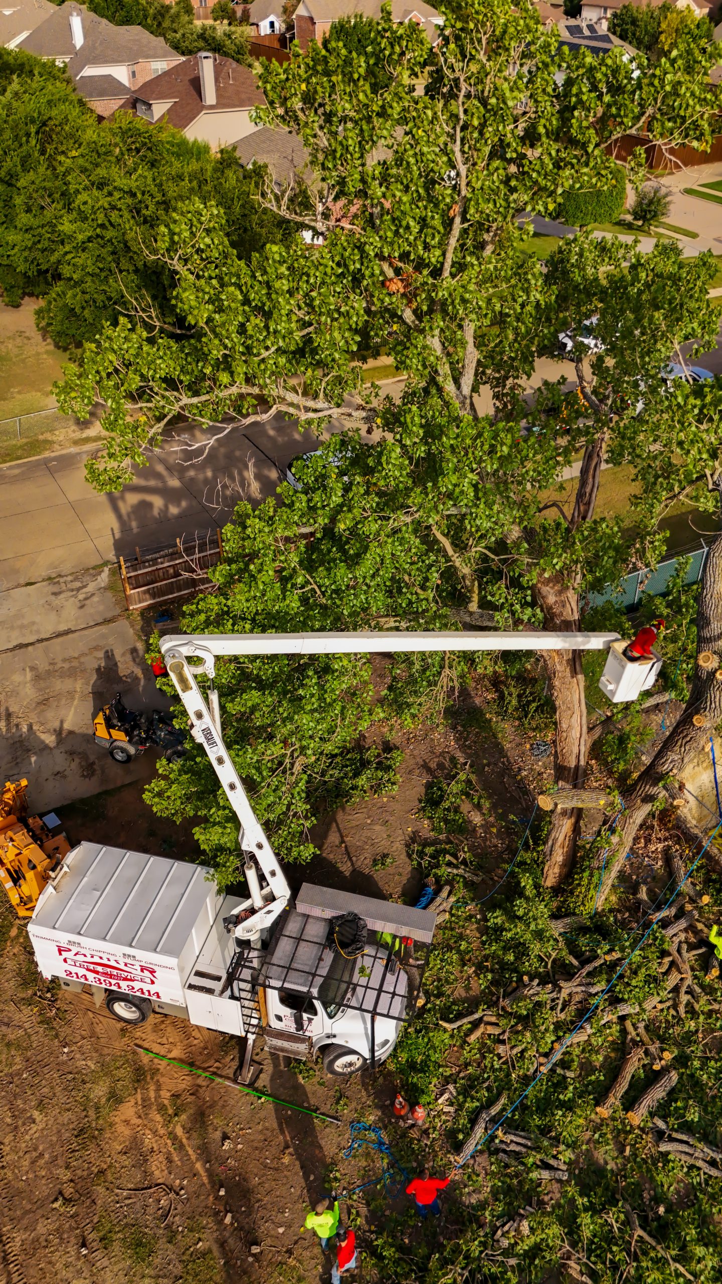 Tree Pruning, Trimming, Reduction in DFW