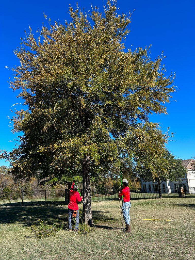 Deep Root Fertilization in DFW