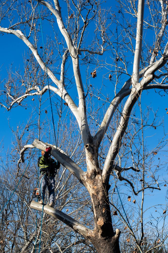 Tree Removal Service in DFW