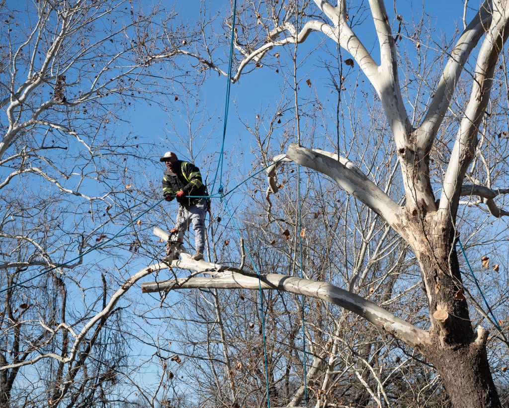 Tree Service in DFW Tree Service in DFW