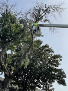 Tree Service in DFW