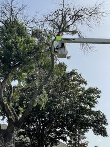 Tree Service in DFW