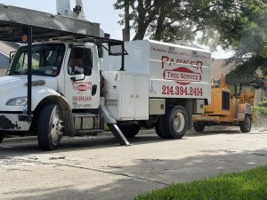 Tree Service in DFW