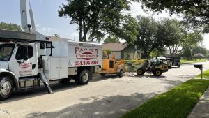 Tree Service in DFW