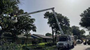 Tree Service in DFW