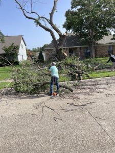 Tree Pruning, Trimming, Reduction in DFW