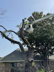 Tree Service in DFW