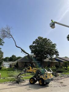 Tree Service in DFW